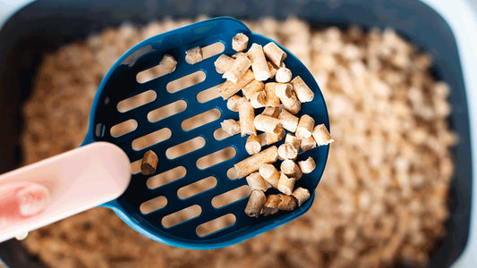 Des Granulés pour Poêle à Pellet à la Litière pour Chat : Une Utilisation Interchangeable ?